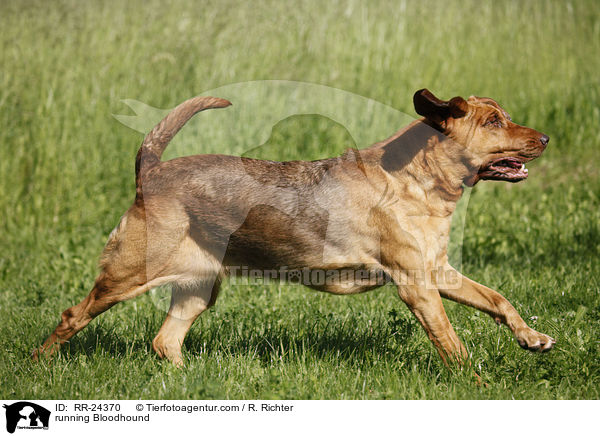 running Bloodhound / RR-24370