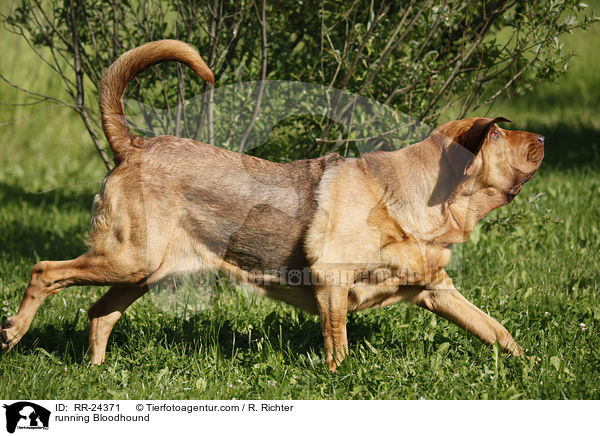 running Bloodhound / RR-24371