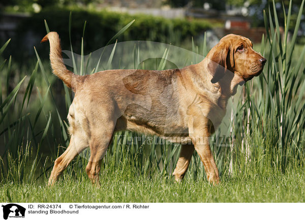 standing Bloodhound / RR-24374