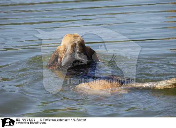 swimming Bloodhound / RR-24376