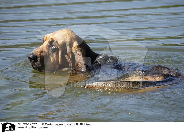swimming Bloodhound / RR-24377