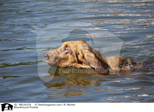 Bloodhound Portrait / RR-24378
