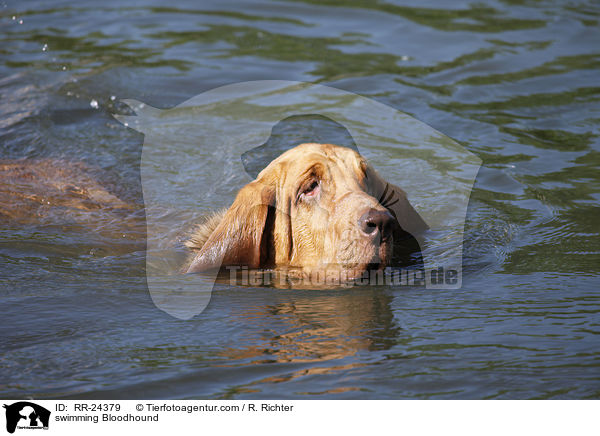 swimming Bloodhound / RR-24379