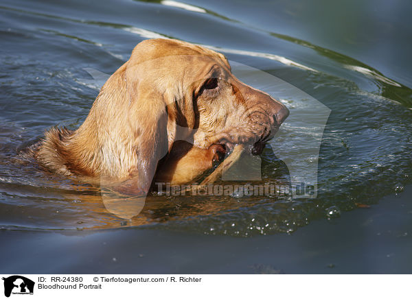 Bloodhound Portrait / RR-24380