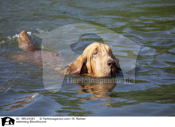swimming Bloodhound / RR-24381