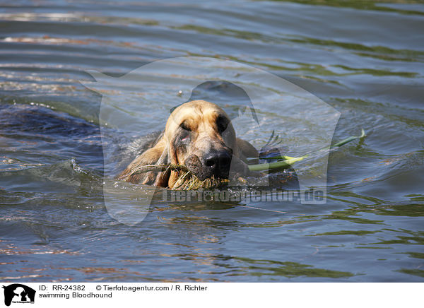 swimming Bloodhound / RR-24382