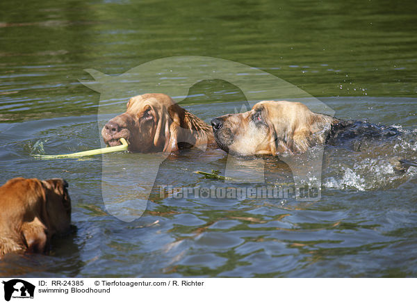 swimming Bloodhound / RR-24385
