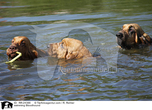 swimming Bloodhound / RR-24386