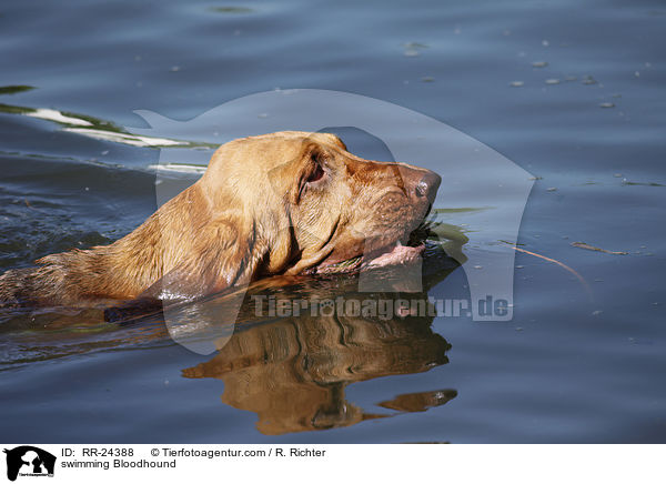 swimming Bloodhound / RR-24388