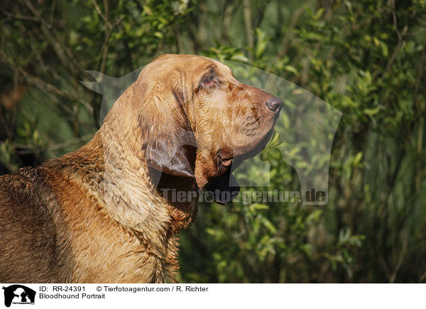 Bloodhound Portrait / RR-24391
