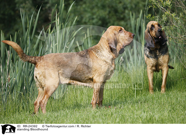 standing Bloodhound / RR-24392