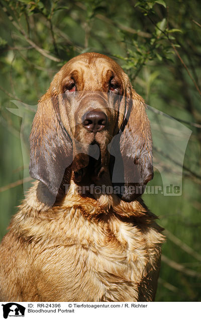 Bloodhound Portrait / RR-24396