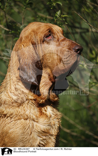 Bloodhound Portrait / RR-24397