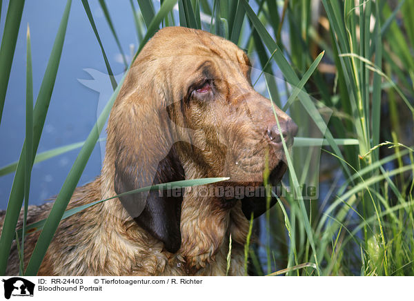 Bloodhound Portrait / RR-24403