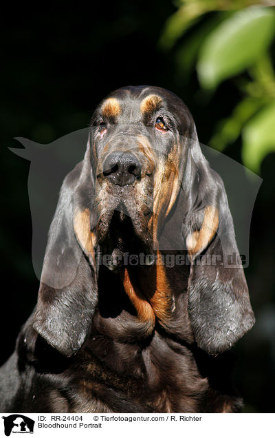 Bloodhound Portrait / RR-24404