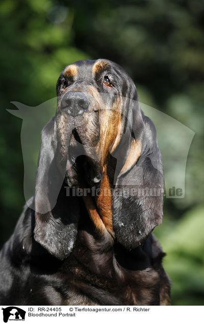 Bloodhound Portrait / RR-24405