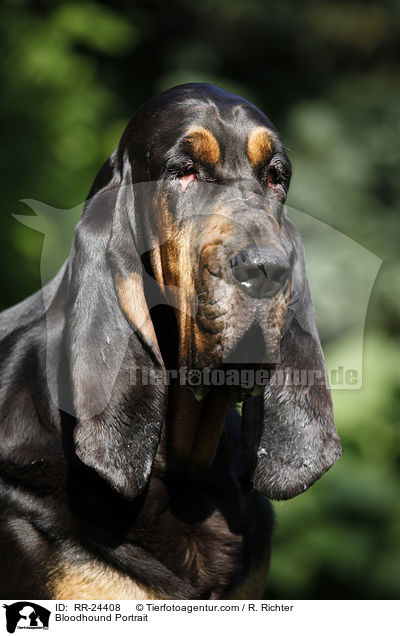 Bloodhound Portrait / RR-24408