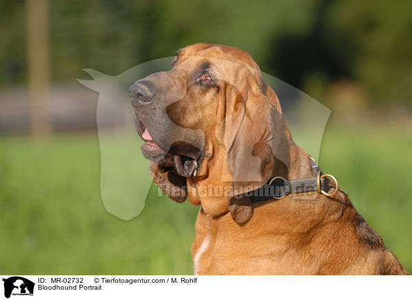 Bloodhound Portrait / MR-02732