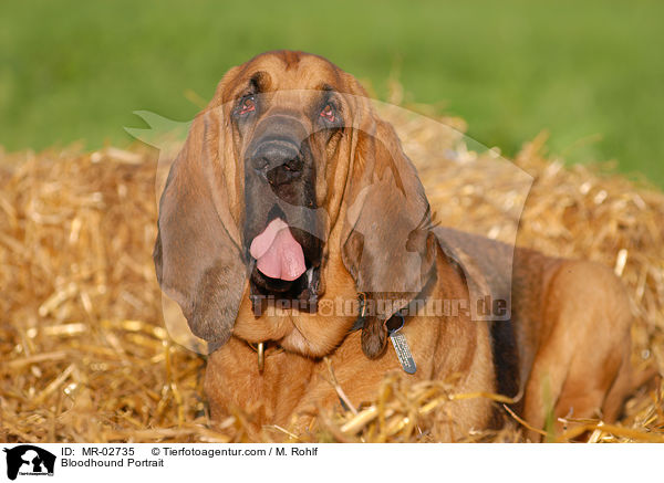 Bloodhound Portrait / MR-02735