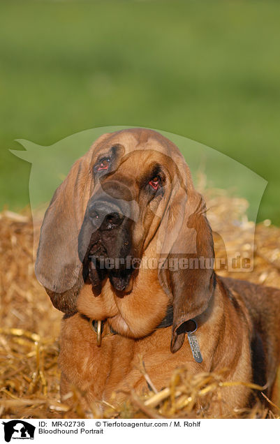 Bloodhound Portrait / MR-02736