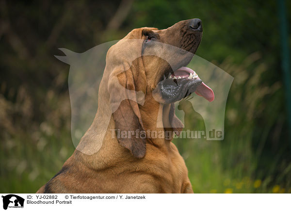 Bloodhound Portrait / YJ-02882
