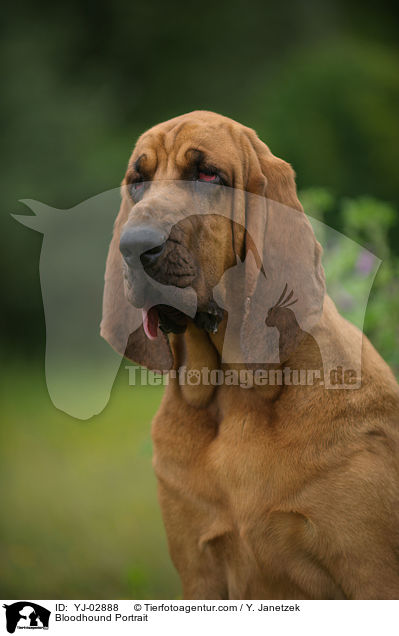 Bloodhound Portrait / YJ-02888