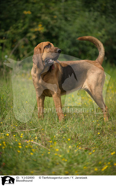 Bloodhound / YJ-02890