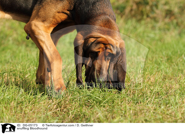 snuffling Bloodhound / DG-05173