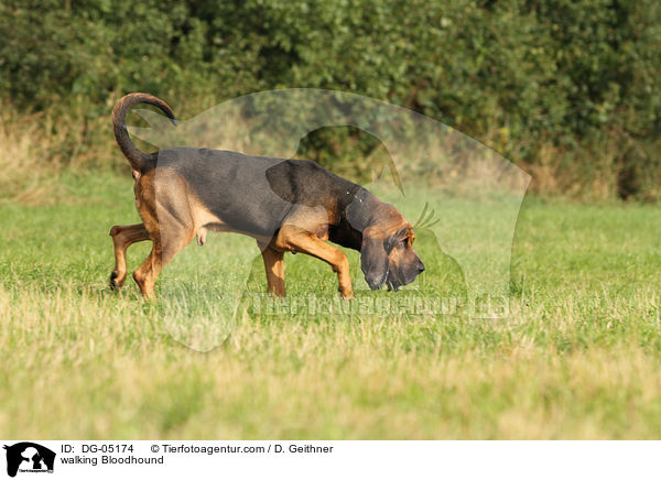 walking Bloodhound / DG-05174