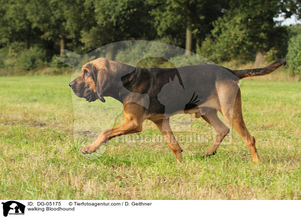 walking Bloodhound / DG-05175
