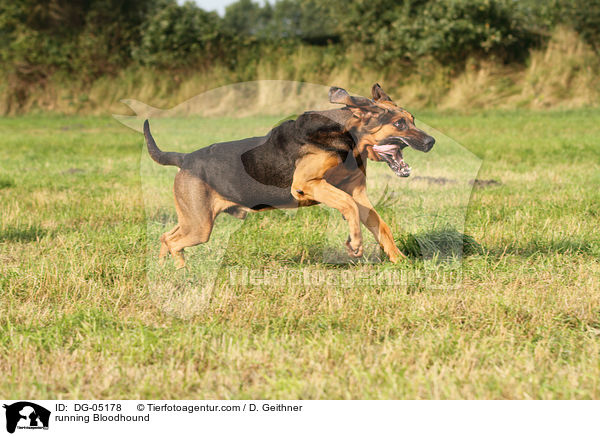running Bloodhound / DG-05178