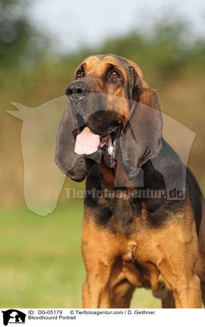 Bloodhound Portrait / DG-05179