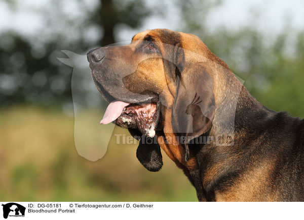 Bloodhound Portrait / DG-05181