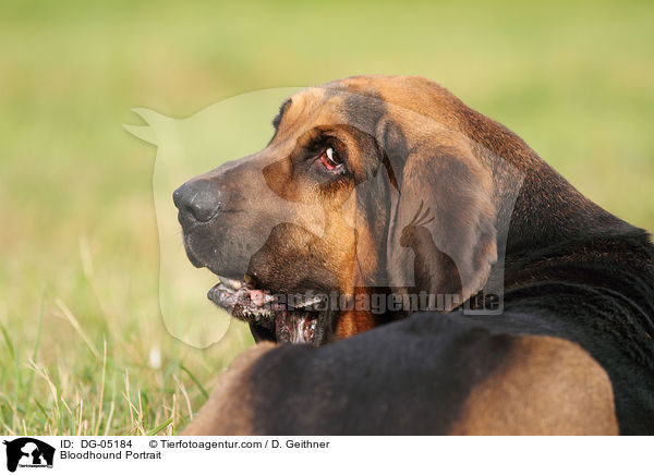 Bloodhound Portrait / DG-05184
