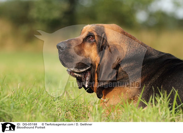 Bloodhound Portrait / DG-05188