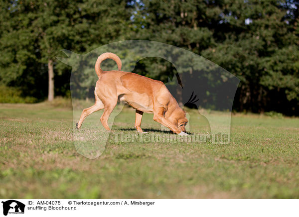 snuffling Bloodhound / AM-04075
