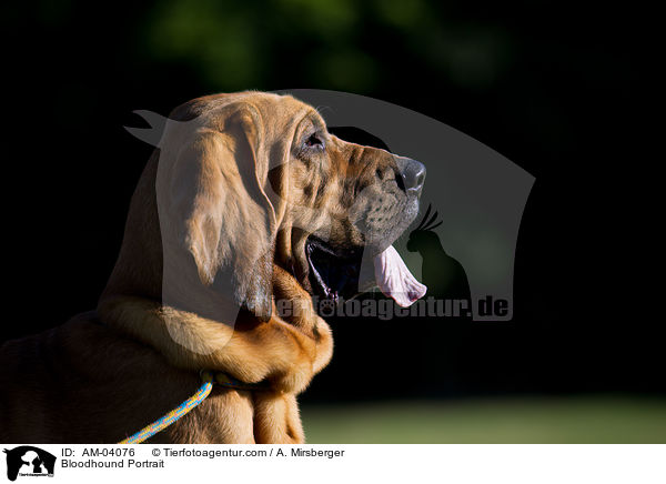 Bloodhound Portrait / AM-04076