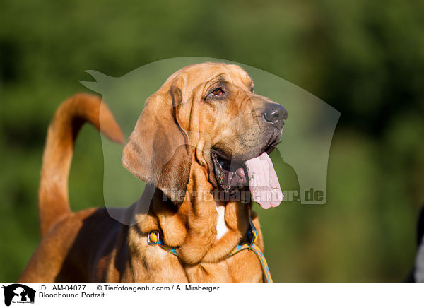 Bloodhound Portrait / AM-04077
