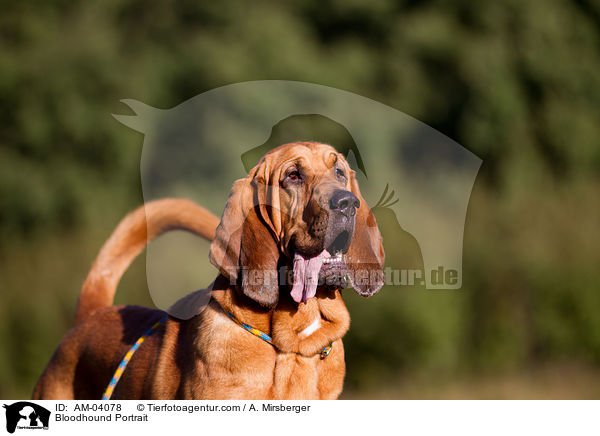 Bloodhound Portrait / AM-04078