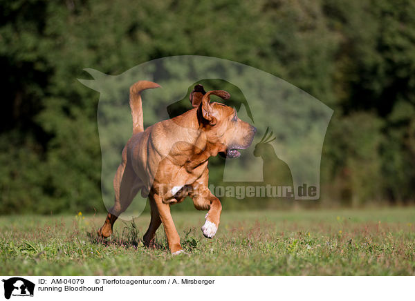 running Bloodhound / AM-04079