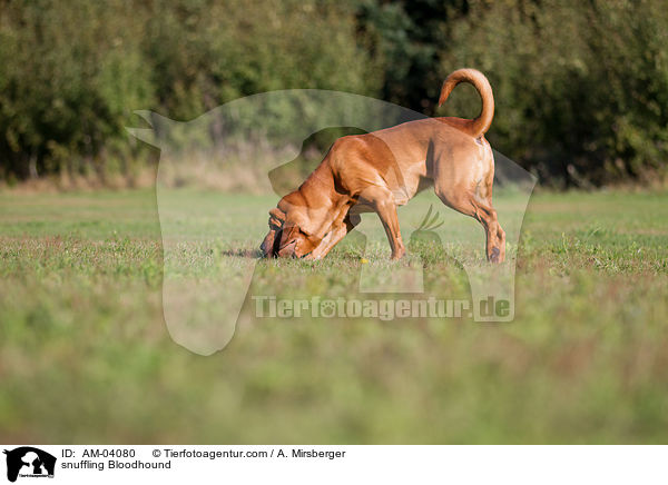 snuffling Bloodhound / AM-04080