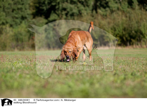 walking Bloodhound / AM-04081