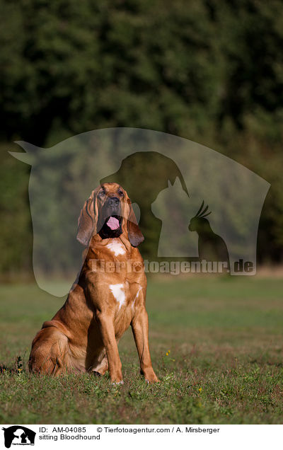 sitting Bloodhound / AM-04085