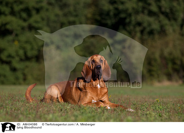 lying Bloodhound / AM-04086