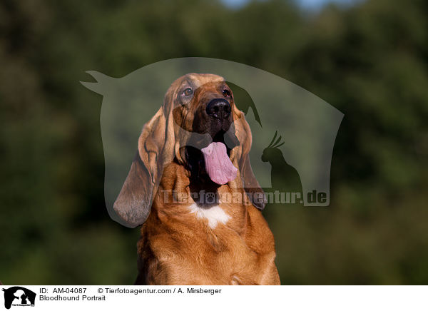 Bloodhound Portrait / AM-04087