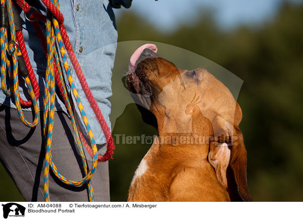 Bloodhound Portrait / AM-04088