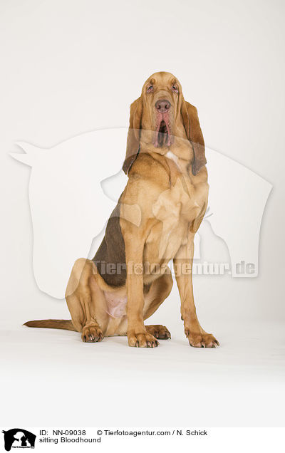 sitting Bloodhound / NN-09038