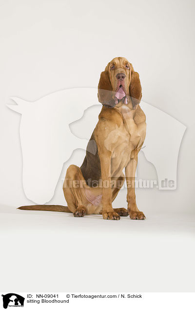 sitting Bloodhound / NN-09041