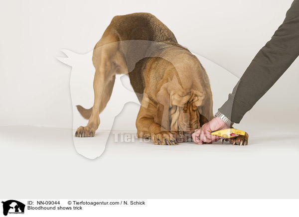 Bloodhound shows trick / NN-09044