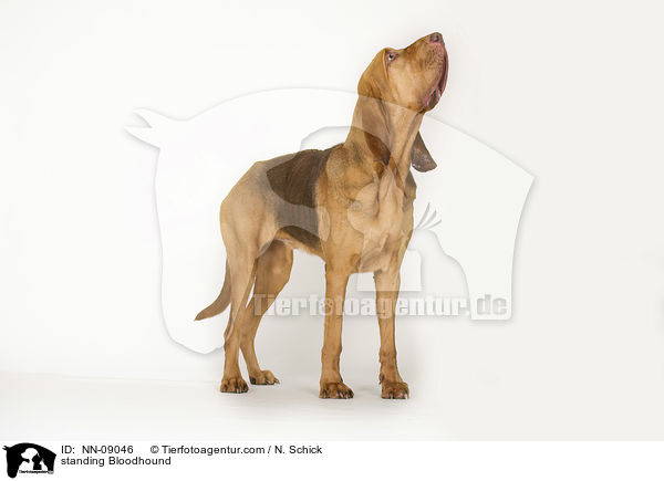 standing Bloodhound / NN-09046